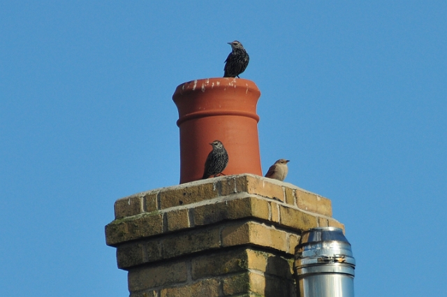 11 10 14_9393_edited-1.jpg - 2 STARLINGS AND A (VERY RARE) JUVENILE ROSE-COLOURED STARLING - PORTAND BILL, DORSET - 11.10.14
